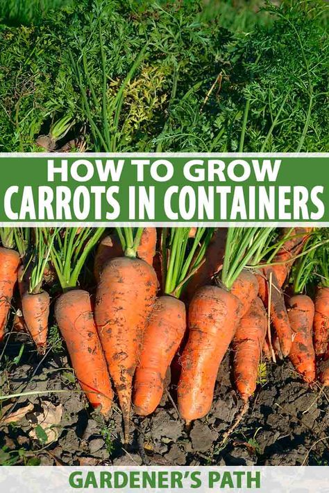 Grow Carrots, Gemüseanbau In Kübeln, Ideas Terraza, How To Plant Carrots, Carrot Gardening, Growing Vegetables In Pots, Growing Carrots, Garden Container, Bucket Gardening