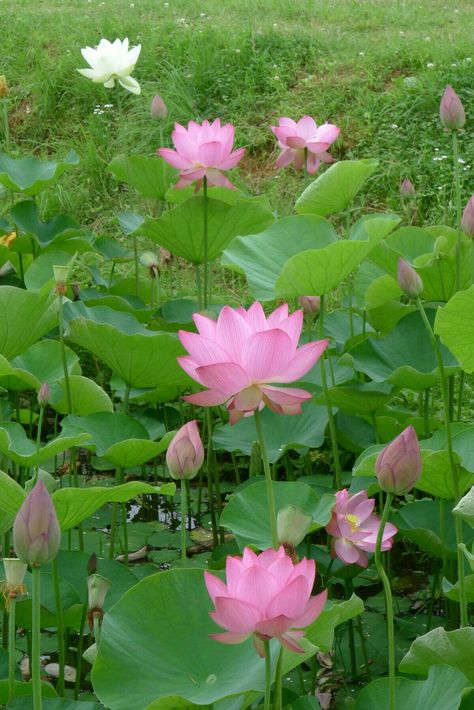 Lotus Field, Botanical Reference, Lotus Bud, Lotus Flower Pictures, Lotus Flower Art, Boho Art Drawings, Picking Flowers, Water Lilly, Lotus Leaves