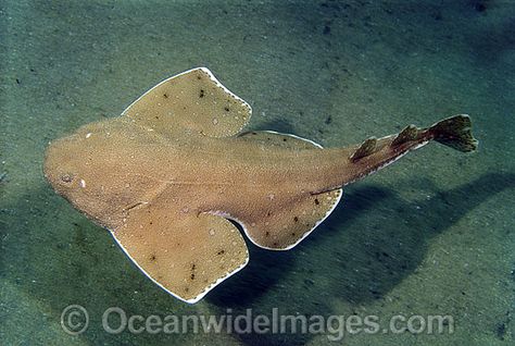 Angel Shark Drawing, Angel Shark, Traveling Pictures, Shark Jaws, Shark Drawing, Personal Investigation, Mural Ideas, Marine Fish, Shark Week