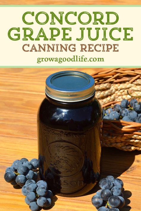 Concord grapes have a distinct flavor and dark purple color. Learn how to make and preserve your own Concord grape juice at home! You control the additives and sugars. Concord Grape Recipes, Homemade Grape Juice, Concord Grape Juice, Grape Juice Recipe, Concord Grapes, Grape Jam, Home Canning Recipes, Canning Recipe, Grape Recipes