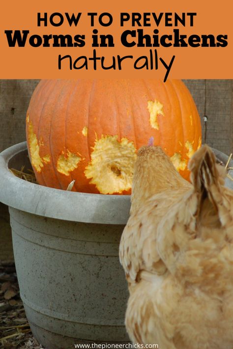 Chicken Pumpkin, Portable Chicken Coop, Backyard Chicken Coop Plans, Chicken Keeping, Chicken Feeders, Backyard Chicken Farming, Chicken Eating, Chicken Treats, Raising Backyard Chickens