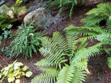 Shade Garden Hillside, Slope Shade Garden, Shade Slope Landscaping, Shady Slope Landscaping, Shaded Hillside Landscaping, Sloped Shade Garden, Gardening On A Slope, Steep Hill Landscaping, Steep Hillside Landscaping