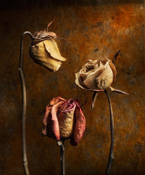 Painting With Light Photography, Wilted Flowers, Painting With Light, Growth And Decay, Art Alevel, Still Life Photos, Photo Club, Plant Painting, Central Oregon