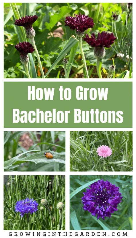 Bachelor Button Flowers In Pots, Bachelor Buttons Flowers, Bachelors Buttons Flowers, Herb Planting, Bachelor Button Flowers, Dreamy Gardens, Sowing Seeds, Tiny Garden, Bachelor Buttons