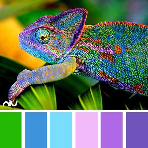 Animal Color Pallete, Chameleon Color Palette, Animal Color Palette, Chameleon Color, Color Mixing Chart, Color Schemes Colour Palettes, Chameleons, Color Palette Design, Color Harmony