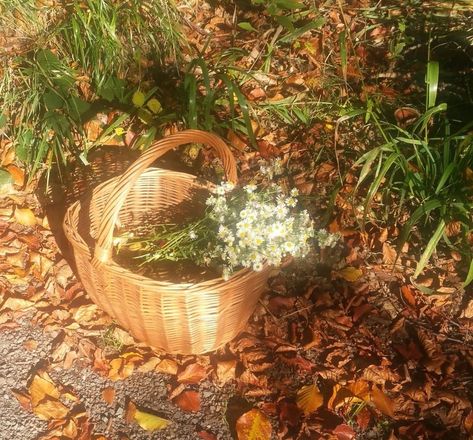 pages of sage Terrence Loves You, Different Aesthetics, Cottagecore Aesthetic, + Core + Aesthetic, Aesthetic Photo, Cottage Core, Decorative Wicker Basket, Mother Nature, Dream Life