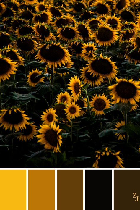 ZJ Colour Palette 238 #colourpalette #colourinspiration Colour Palette Yellow, Interior Wall Colors, Yellow Palette, Yellow Colour Scheme, Color Palette Yellow, Room Color Schemes, Bedroom Color Schemes, Color Balance, Color Studies