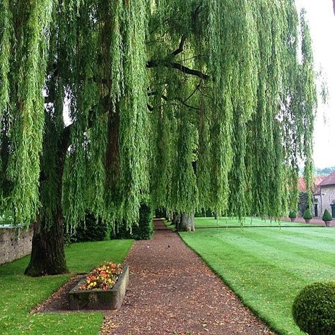 Willow Trees Garden, Willow Tree Wedding, Weeping Trees, Willow Garden, Weeping Willow Tree, Boston Public Garden, Valentino Haute Couture, English Cottage Garden, Fast Growing Trees