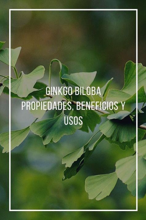 Ginko Biloba, Ginkgo Biloba, China