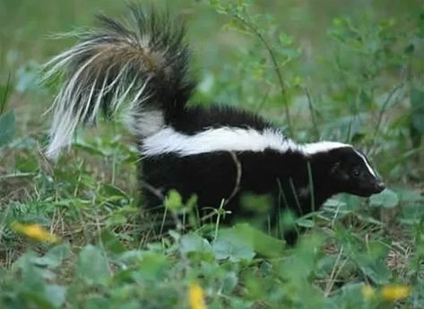 Getting Rid Of Skunks, Homemade Febreze, Skunk Spray, Striped Skunk, Skunk Smell, Defense Mechanisms, Hydrogen Peroxide, Pest Control, Tasmania