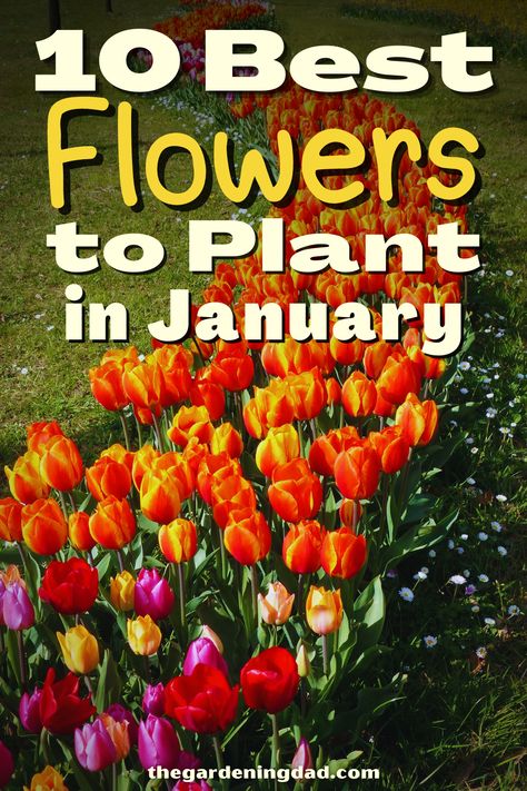 Are you a fan of growing flowers? This article will go over the best flowers to plant in January so you don't have to do any research. #Thegardeningdad #Flowers #garden Flowers To Plant In January, Winter Sowing Flowers, Growing Flowers Indoors, What To Plant In January, Seed Planting Guide, Flowers January, January Flower, Year Round Flowers, Growing Calendar