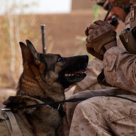 A tribute to man's best friend fighting alongside our troops. http://www.pinterest.com/petmoods/dogs-of-war-americas-forgotten-heroes/ Military Service Dogs, Dog Hero, Military Working Dogs, Military Dog, Dog Aesthetic, Police Dog, Working Dog, German Shepards, Military Dogs