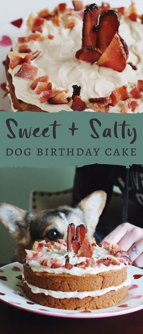 Dogs Cake, Dog Cake Recipes, Cake Dog, Birthday Cake For Cat, Bacon Dog, Dog Birthday Cake, Dog Cakes, Salty Dog, Birthday Cake Recipe