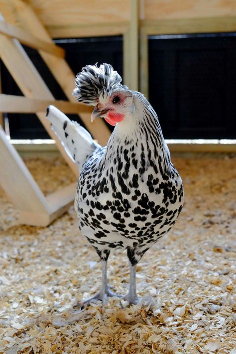 Appenzeller Spitzhauben Chicken, Appenzeller Spitzhauben, Black And White Chickens, Chicken Bird, Fancy Chickens, Beautiful Chickens, Chicken Garden, Cute Chickens, Backyard Chicken Coops