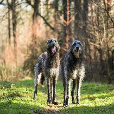 Scottish Deerhound | dogs, of course... Scottish Deerhound, Irish Wolfhounds, Irish Roots, Irish Wolfhound, Beautiful Dogs, Mans Best Friend, 귀여운 동물, Dog Grooming, I Love Dogs