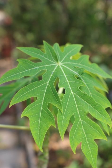 Papaya (Carica papaya) | mehr auf ayurpeter.de Papaya Leaves, Papaya Leaf, Drawing Portfolio, Ap Drawing, Papaya, Ayurveda, Plant Leaves, Portfolio, Drawings