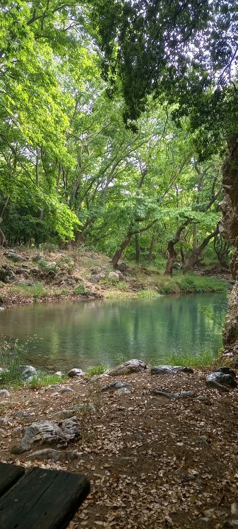 #naturalbeauty #forest #lake #shadesofgreen Forest Lake Aesthetic, Lake In A Forest, Lake Core, Lake Aesthetics, Forest Pond, Lost Forest, Lake Landscaping, Crawdads Sing, Forest Dweller