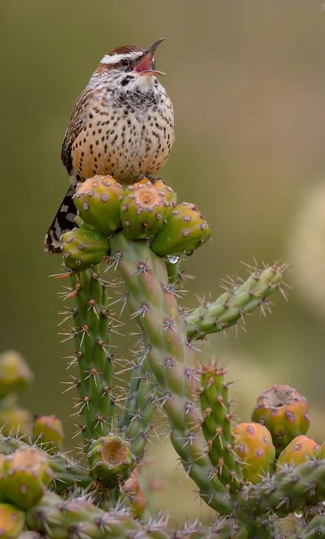 Photo Desert Birds, American Desert, Backyard Birds Sanctuary, Cactus Wren, Cholla Cactus, Bird Identification, Watercolor Cactus, Kinds Of Birds, Saguaro Cactus