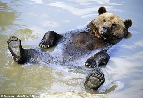 Taking it easy: A relaxed bear takes some time out to catch a bit of autumn sunshine at the Bavarian Forest National Park in Germany Photo Ours, Bear Pictures, Love Bear, Grizzly Bear, Animal Planet, Brown Bear, Life Goals, Panda Bear, Spirit Animal