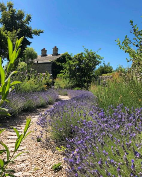 Here's how to grow lavender in a warm climate Lavender Yard, Grow Lavender, Lavender Hedge, Spanish Lavender, Lavender Bush, Flowering Perennials, Scent Garden, Growing Lavender, Lavender Garden