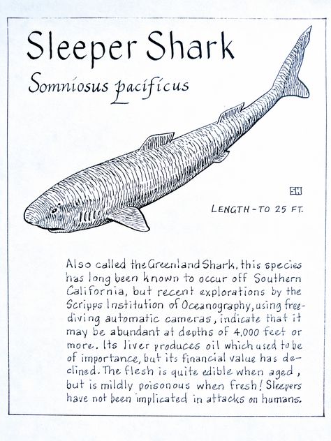 Pacific Sleeper Shark, Shark Information Poster, Greenland Shark Tattoo, Know Your Sharks, Sleeper Shark, Shark Posters, Shark Information, Oceanography Marine Biology, Shark Poster