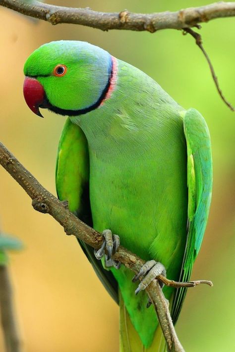 Green Parrot Bird, Parrot Photo, Baby Murugan Paintings, Ringneck Parrot, Flower Images Wallpapers, Mahakal Pic Ujjain, Parrot Wallpaper, Bird Painting Acrylic, Birds Photography Nature