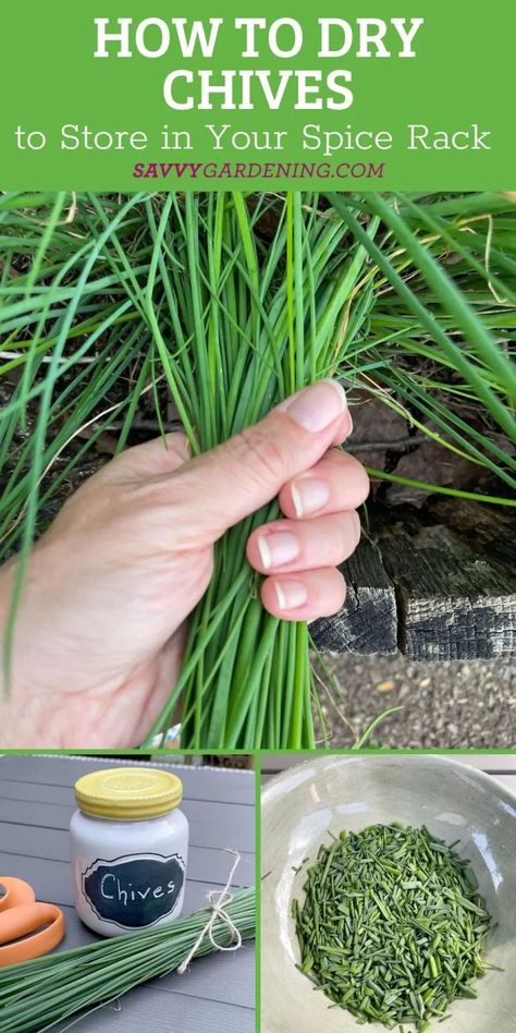 How to dry chives for your spice rack at home. Growing chives in your herb garden are fun and useful for your kitchen spice rack. Get the most from your garden chives by learning how to harvest and dry them for your kitchen and recipe use. Chives are one of the best perennials herbs! See what it takes to add chives to your herb garden. Drying Chives, Vietnamese Coriander, How To Freeze Tomatoes, Homemade Chili Powder, Make Apple Cider, Growing Chives, Bountiful Kitchen, Make Apple Cider Vinegar, Chives Plant