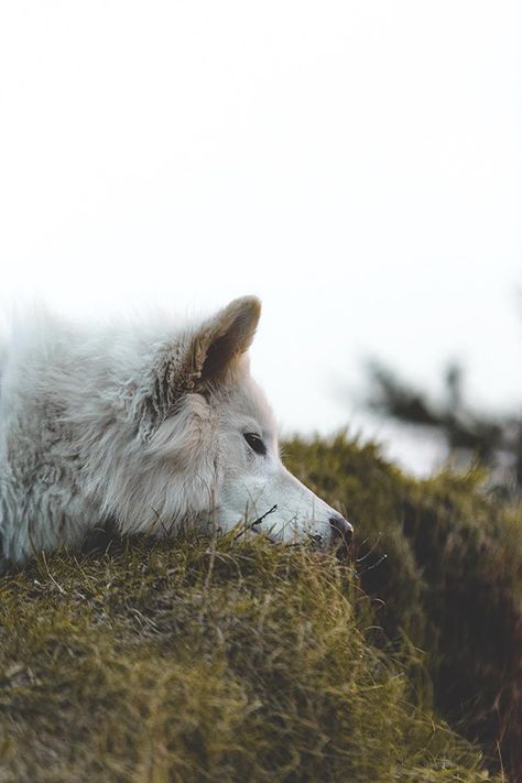 aestum:(by zackkcore) | {Twitter} White Husky Aesthetic, White Wolf Aesthetic, Wolves Aesthetic, Husky Aesthetic, Wolf Aesthetic, White Wolves, White Husky, Photography Animals, Golden Retriever Mix