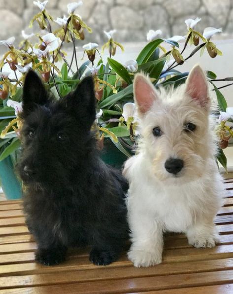 Look how cute these twin Scottie Dogs are! Scottie Puppies, Scottish Terrier Puppy, Super Pictures, Scottie Terrier, Psy I Szczenięta, Scottie Dogs, Scottish Terriers, Australian Shepherds, West Highland Terrier