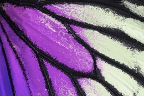 Nature texture, derived from purple butterfly wing background Wing Background, Purple Butterfly Wings, Butterfly Wings Pattern, Future Photoshoot, Purple Wings, Nature Texture, Under His Wings, Butterfly Wing, Gcse Art