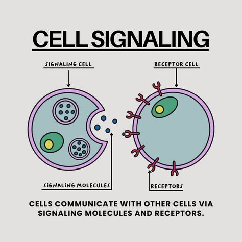 👉 Cells communicate with other cells with signaling molecules. 👉 This communication helps cells respond to changes in their environment. 👉 When a cell senses a change in their environment, it will release some signaling molecule. 👉 These signaling molecules attach to receptors on adjacent cells to initiate a change in activity. .⁠ 💌 Want to work with me? Send a DM or business inquiry to 131217net@gmail.com.⁠ .⁠ 🏷️ #131217net #studygram #studygramnewyork #studygramcommunity #studyblog Cell Signaling Notes, Mlt Notes, Enzymes Biology, Cell Junction, Cell Communication, Biology Cell, Cell Signaling, Microbiology Study, Anatomy Notes