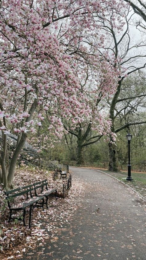 Central Park Aesthetic, Spring Lockscreen, Wallpaper Edgy, Rainy Street, Spring Scenery, Background Retro, Wallpaper Homescreen, Illustration Wallpaper, Wallpaper Retro