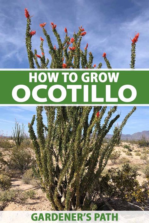 Growing and caring for ocotillo is easy! This stunning desert-dwelling plant is a gorgeous focal point in xeriscaped gardens that adds intrigue to the landscape. Their vibrant flowers attract pollinators that enjoy the nectar, and the tall branches are stunning against blue skies. #ocotillo #xeriscaping #gardenerspath Tall Cactus Plants, Ocotillo Plant, Desert Plants Landscaping, Arizona Backyard Landscaping, Desert Landscaping Backyard, Arizona Plants, California Landscaping, Cactus Garden Landscaping, Xeriscape Plants