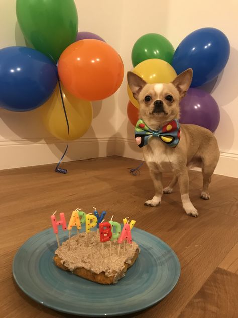 Crazy Chihuahua, Chihuahua Birthday, Chi Dog, Melting Moments, General Ideas, Dog Birthday Party, Happy Tails, Chihuahua Love, Ideas Party