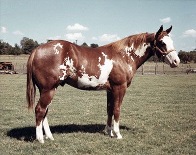 Horse Markings, Famous Horses, Beautiful Horses Photography, American Paint Horse, Paint Horses, Painted Horses, Calamity Jane, Pinto Horse, Morgan Horse