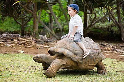 Things to do on the sunshine coast    Giant Turtle Racing  #airnzsunshine Giant Turtle, Land Turtles, Very Funny Images, Giant Tortoise, Pet Turtle, Image Chat, Zoo Animals, Exotic Pets, Instagram Inspiration