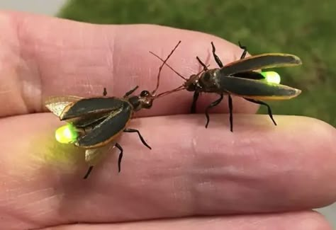 Firefly Insect, Firefly Images, Lightening Bugs, Forest Bugs, Fire Flies, Fire Fly, Lightning Bugs, Lightning Bug, Nature Witch