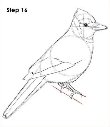 Animal Sketches Easy, Blue Jay Art, Animal Tutorial, Drawing Instructions, Blue Jay Bird, Sunflower Drawing, Easy Drawings For Beginners, Jay Bird, Blue Birds