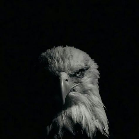 Eagle Aesthetic, Bald Eagle Tattoos, Eagle Images, Eagle Wallpaper, Eagle Tattoo, Graffiti Wall Art, Pretty Animals, Dark Tattoo, Aesthetic Guys