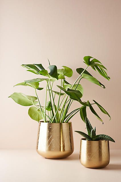 Anthropologie Etched Golden Pot  #homesweethome #home #decor #homedecor #ad inspiration #furniture #decoration #style #interior نباتات منزلية, Patio Garden Design, Gold Vases, Interior Plants, Plant Vase, Pot Plant, Brass Decor, Boho Interior, Décor Diy