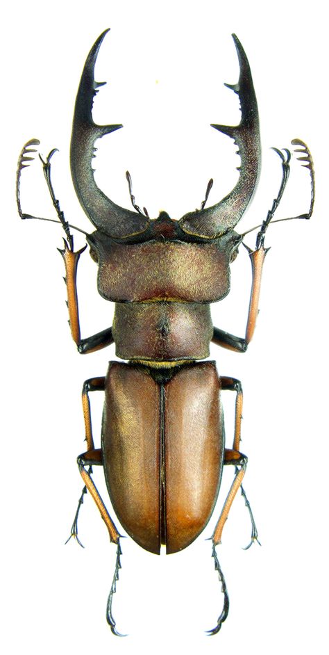 Lucanus formosus (there is something about stag beetles that worries people...) Beetle Art, Cool Insects, Bug Collection, Beetle Insect, Insect Collection, Cool Bugs, Bug Art, Stag Beetle, Beautiful Bugs