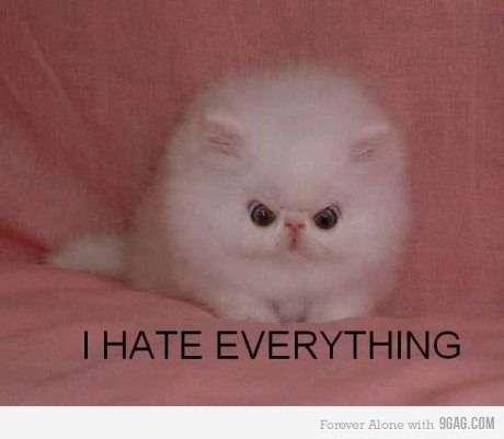 aaaaaaaaaaaaaaaaaaaaaaaahhhhhhhhhhhhhhhhhhhhhhhhhh I Hate Everything, Funny Cat Pictures, Grumpy Cat, Silly Cats, Funny Animal Pictures, Animal Memes, White Cat, Crazy Cats, Cat Pics