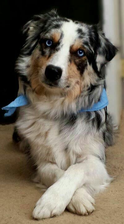 Aussieollie dog Blue Merle Australian Shepherd, Merle Australian Shepherd, Australian Shepherd Blue Merle, Aussie Shepherd, Australian Shepherd Mix, Aussie Puppies, Mini Aussie, Australian Shepherd Puppies, Aussie Dogs