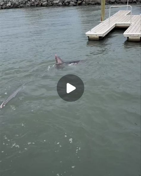 Sun Outdoors Chincoteague Bay on Instagram: "We had a special visitor staying with us at Sun Outdoors Chincoteague Bay this weekend 🦈  Yesterday, one of our guests caught this fantastic video of a Thresher shark hanging out by our private fishing and crabbing pier. These sharks are considered harmless and shy, but this one appears to be showing off for us!  Come enjoy the natural beauty along the Chincoteague Inlet at Sun Outdoors Chincoteague Bay. Book your stay today 👉🏼 https://bit.ly/SOChincoteagueBayVA  #bwexperience #amped2camp" Shark Videos, Largest Great White Shark, Teeth Humor, Fantastic Video, Thresher Shark, Beautiful Sea Creatures, Shark Party, Fishing Videos, Aquatic Animals