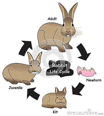 All About Rabbits, Rabbit Life, Rabbit Drawing, Life Cycle, Life Cycles, Pikachu, Cycling, Drawings, Fictional Characters