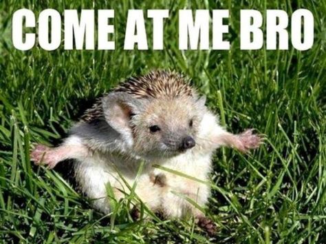 Funny Hedgehog, Cute Hedgehog, Funny Bunnies, Funny Animal Memes, Hamsters, The Grass, Animal Memes, Cuteness Overload, Cute Photos