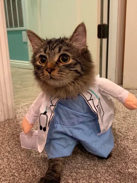 This doctor who works hard to avoid medical CAT-astrophes: A Doctor, A Cat, The Day, Funny