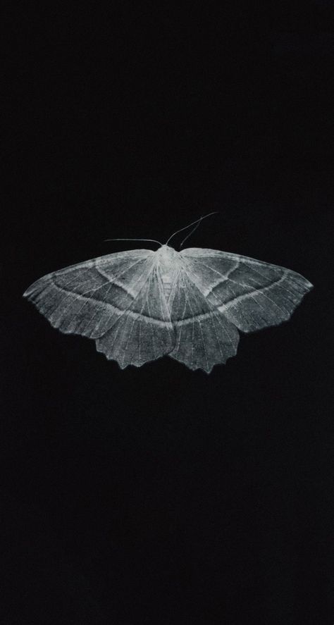 Pinned Moth, Iphone13 Wallpaper, Gothic Vintage Aesthetic, Moth Background, Moths Aesthetic, Moth Aesthetic, Moth Wallpaper, Normal Wallpaper, Moth Art