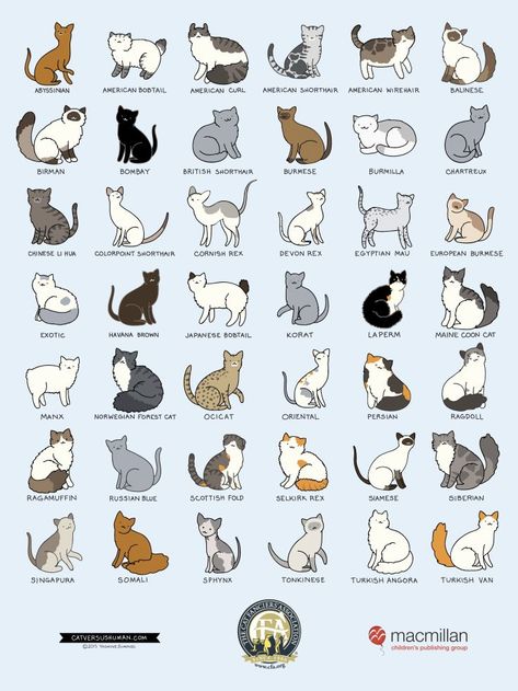 THE CATS BREEDS Dog Breeds Chart, Cat Breeds Chart, American Bobtail, Ocicat, Cat Language, Types Of Cats, 강아지 그림, Haiwan Peliharaan, Cat Facts