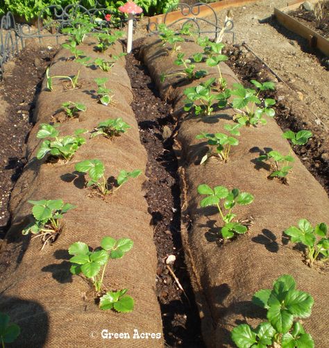 Let the planting begin… strawberry rows Strawberry Runners Planting, Raised Garden Bed Rows, Strowbary Garden, Planting Bareroot Strawberries, Transplanting Strawberry Plants, Allotment Plan, Strawberry Patch, Garden Design Layout, Growing Strawberries